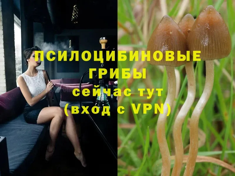 Псилоцибиновые грибы Psilocybine cubensis  блэк спрут ссылка  Ишим 